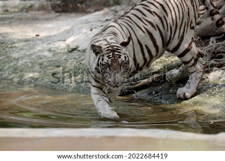 A White Tiger enjoying the pond after the Heavy rain at Delhi Zoo in New Delhi, India.