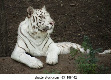 White Tiger Forest Stock Photo 634189442 | Shutterstock