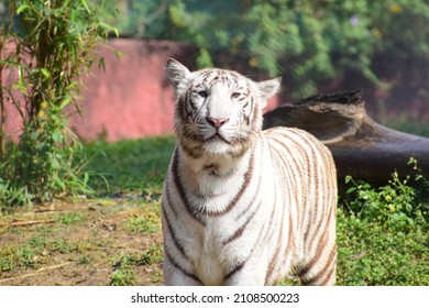 369 Hyderabad zoo Images, Stock Photos & Vectors | Shutterstock