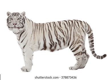 White Tiger (isolated On White)