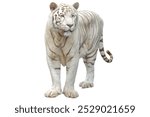 White tiger isolated on white background.