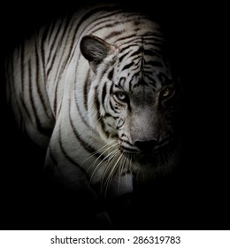 White tiger isolated on black background