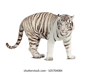 Tigre Blanc Images Stock Photos Vectors Shutterstock