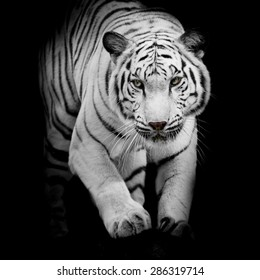 White Tiger Jumping Isolated On Black Background