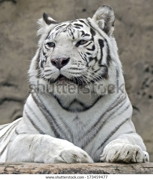 White Tiger Latin Name Panthera Tigris Stock Photo 173459477 | Shutterstock