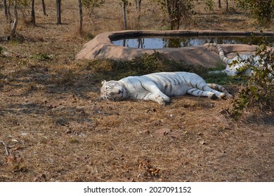 White Tiger Laying Down To Sleep 