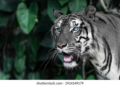 White tiger is looking for food in the forest.