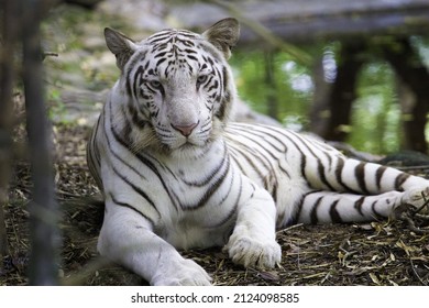 2,671 Tiger Lying Down Images, Stock Photos & Vectors | Shutterstock