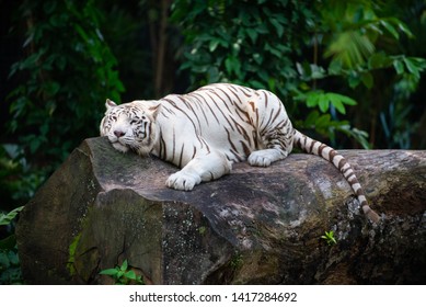 White Tiger Lying On Tummy On Stock Photo 1417284692 | Shutterstock