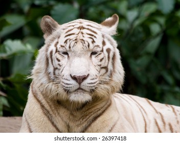 A White Tiger Is Not All Impressed At What He Sees