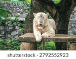 White tiger observes surroundings while resting on a platform, revealing alert eyes and quiet authority shaped by captive life.
