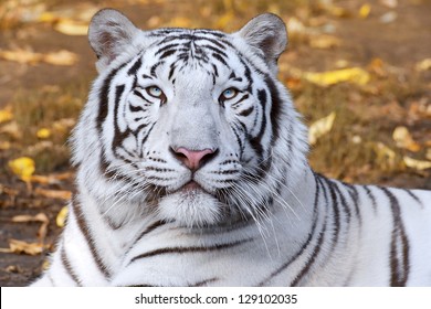 White Tiger On Autumn Background.