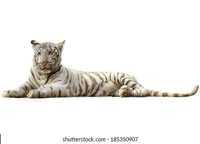 White Tiger On A White Background.