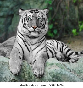 Tigre Blanc Images Stock Photos Vectors Shutterstock