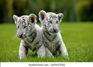 Bebe Tigre Blanc High Res Stock Images Shutterstock