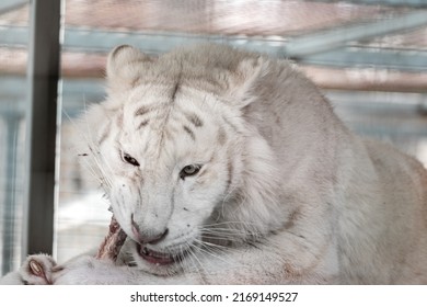 tigre blanco comiendo