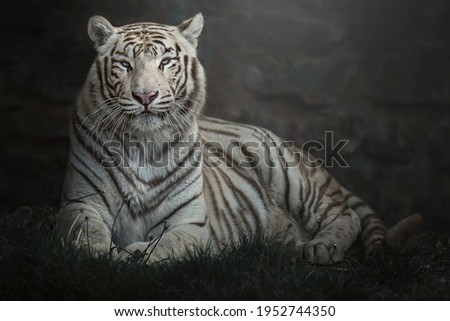 White tiger (Panthera tigris tigris) lying down with blue eyes and his portrait