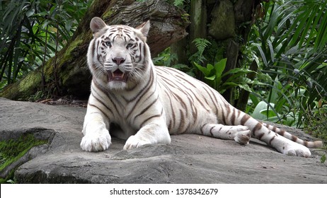 White Bengal Tiger Images Stock Photos Vectors Shutterstock