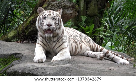 White tiger (Panthera tigris) resting in the jungle