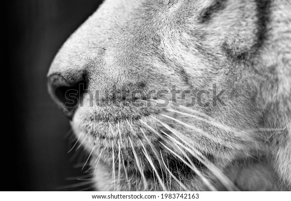 White Tiger Portrait Tiger Stock Photo 1983742163 Shutterstock