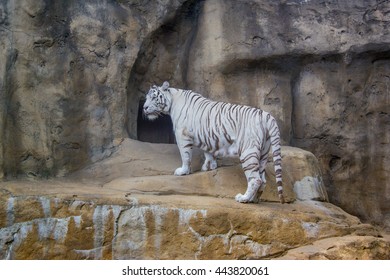 White Tiger In The Prague Zoo