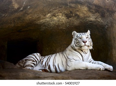 7,102 Cave Of Tiger Images, Stock Photos & Vectors | Shutterstock