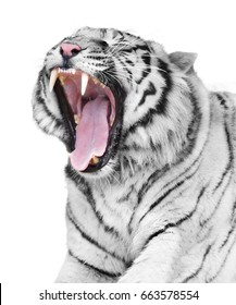 White Tiger Rage