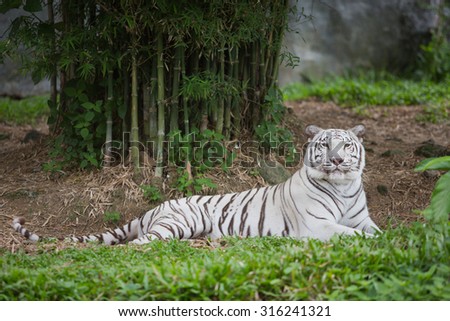 White tiger relaxing in zoo