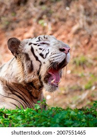A white tiger, roaring, closeup shot - Shutterstock ID 2007551465