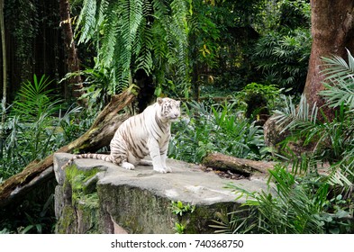 385 White tiger singapore zoo Images, Stock Photos & Vectors | Shutterstock