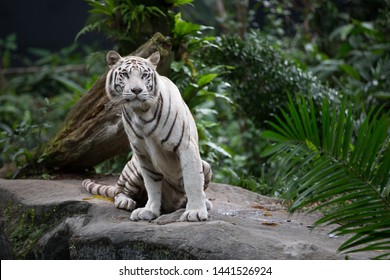 673 Tiger sitting on the rock Images, Stock Photos & Vectors | Shutterstock