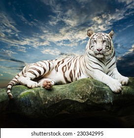 White Tiger Sky Background Stock Photo 230342995 | Shutterstock