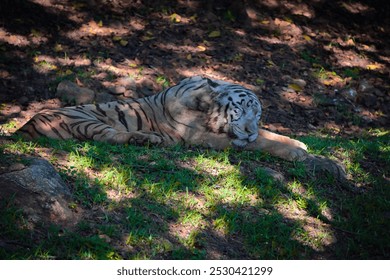 white tiger, tiger, sleeping tiger, jungle. - Powered by Shutterstock