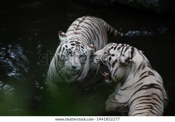 white tiger snarling