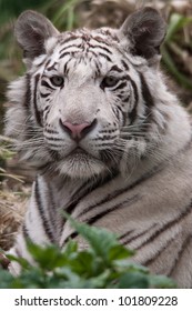 White Tiger Stalking Prey