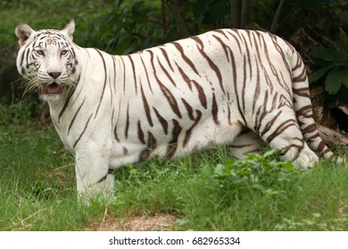 5,993 Standing white tiger Images, Stock Photos & Vectors | Shutterstock