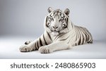 white tiger in the studio background white close up