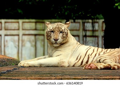 Taman Safari Indonesia Images Stock Photos Vectors