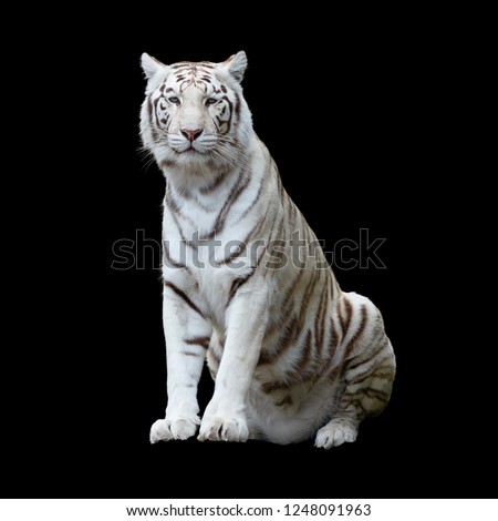 White tiger, a variant of the Bengal tiger, isolated and cutout with clippling path against a black background