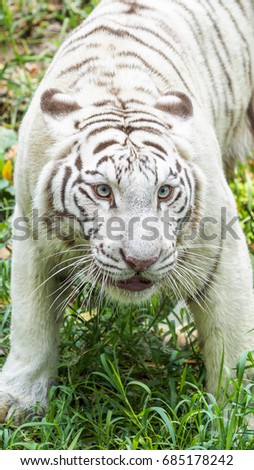 White Tiger Vertical Image Good Mobile Stock Photo Edit Now