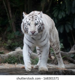 22,320 White siberian tigers Images, Stock Photos & Vectors | Shutterstock