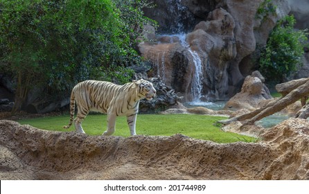 A White Tiger Walking In Its Enclosure.