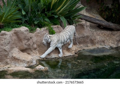 White Tiger Walking In The Jubgle