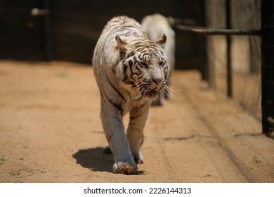 White tiger walking 