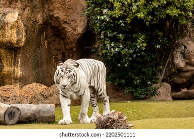 White Tiger Walking In Nature