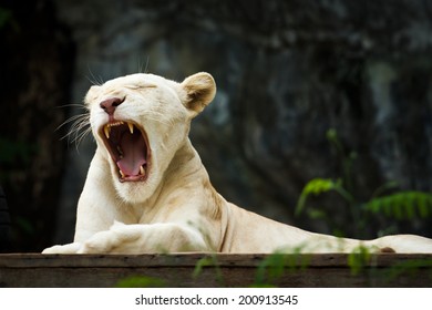 White Tiger Yawn And Lying On Wooden In Zoo, Close Up Shot