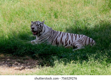 White Tiger Zoo Stock Photo 756529276 | Shutterstock