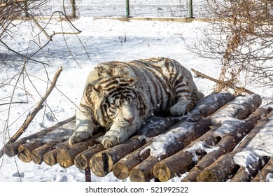 White Tigers In The Siberian Tiger Park, Harbin, China