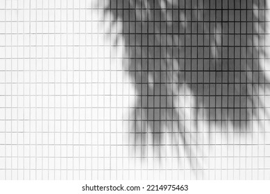 White Tile Wall With Coconut Leaves Shadow Background.