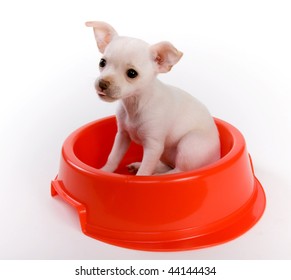 White, Tiny, Chihuahua Puppy Sitting In Large Red Dog Food Bowl With Its Tongue Sticking Out. White High Key Lighting, Indoor Studio